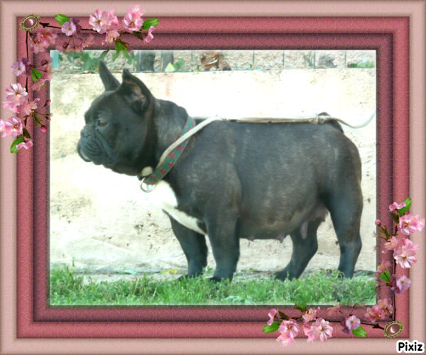 Gladys des boules de Florialy